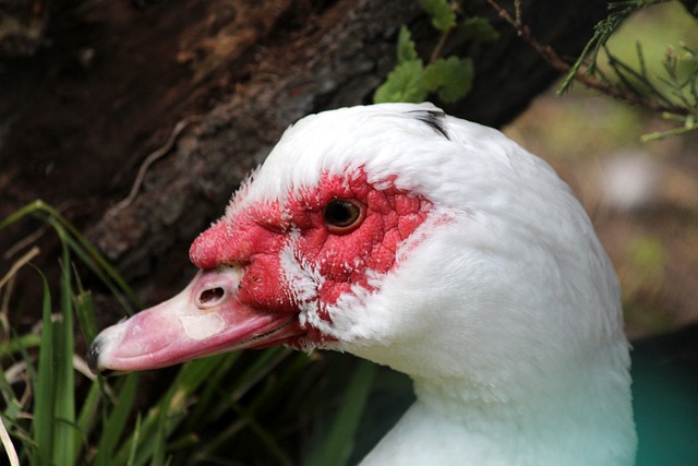 he