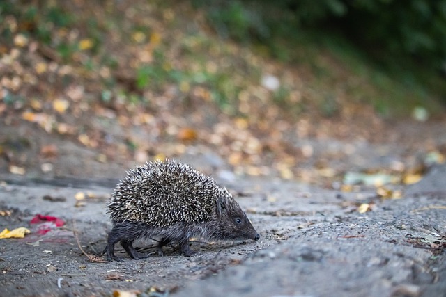 中国选手需 中国选手需